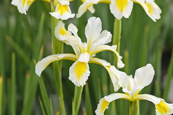 485185 - Iris turc (Iris orientalis)