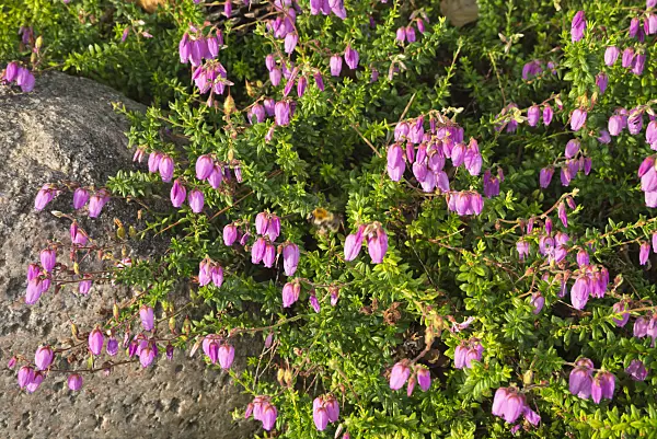 609014 - Irische Heide (Daboecia cantabrica)