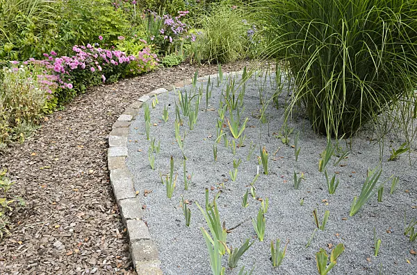 524177 - Irises (Iris) in a gravel bed framed with paving stones in front of a path with bark mulch