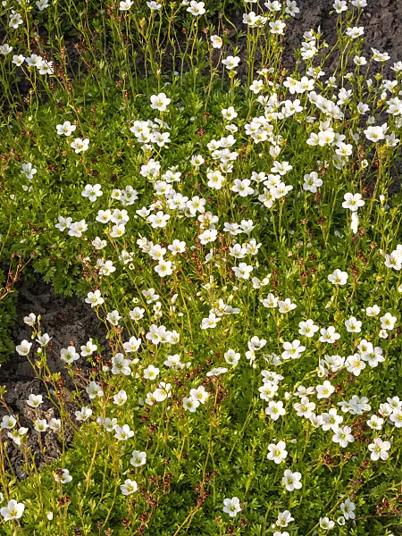 414061 - Irish saxifrage (Saxifraga rosacea)