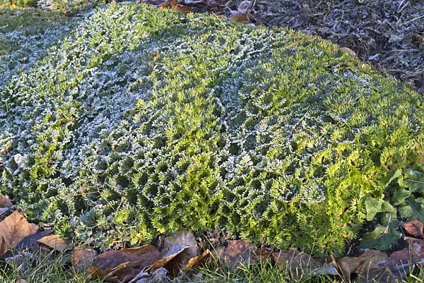 578021 - Irish saxifrage (Saxifraga rosacea)
