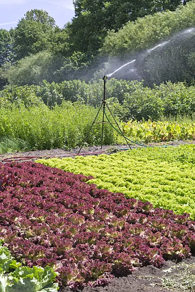 572120 - Irrigation of a vegetable garden