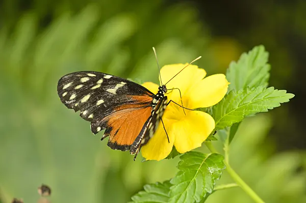 535056 - Ismenius tiger (Heliconius ismenius)
