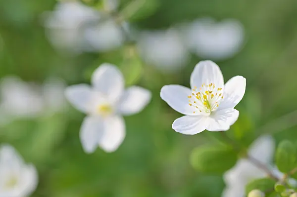 471071 - Isopyrum thalictroides
