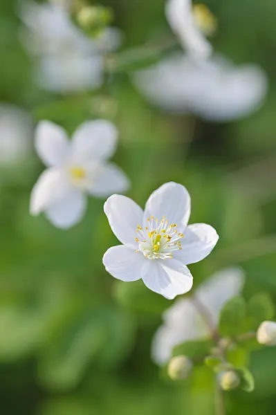 471072 - Isopyrum thalictroides