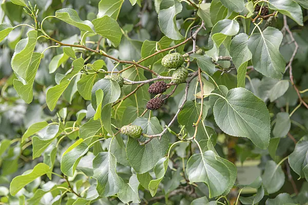616153 - Italian alder (Alnus cordata)