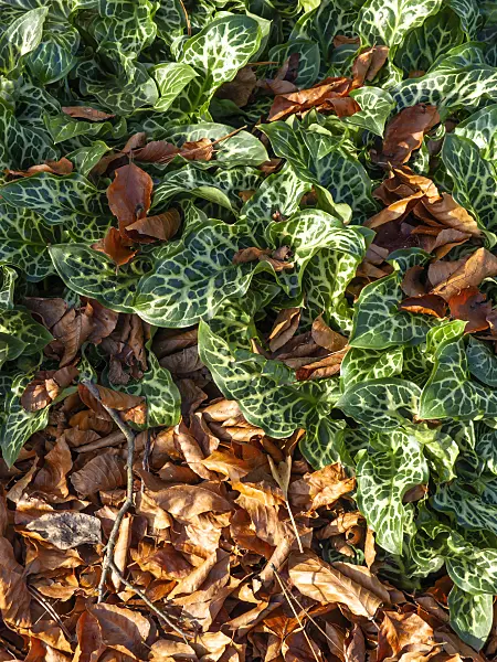 431079 - Italian arum (Arum italicum)
