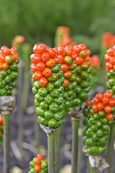 487110 - Italian arum (Arum italicum)