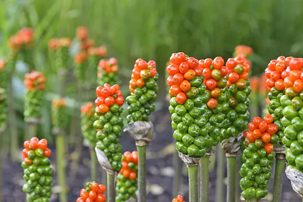 487111 - Italian arum (Arum italicum)