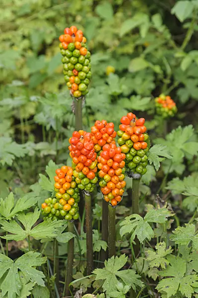 487163 - Italian arum (Arum italicum)