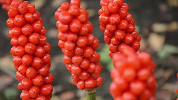 499123 - Italian arum (Arum italicum)