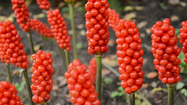 499124 - Italian arum (Arum italicum)