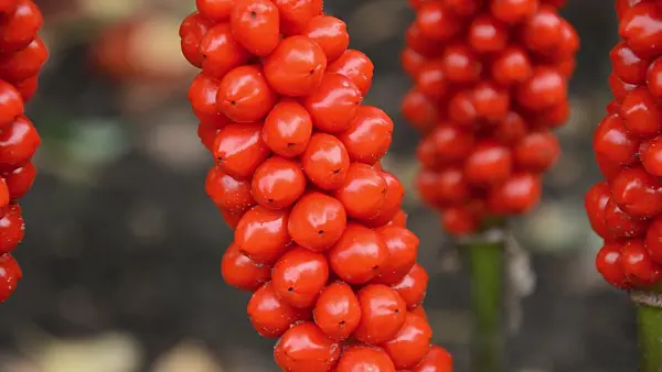 499125 - Italian arum (Arum italicum)