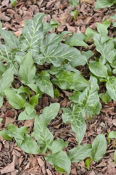 529056 - Italian arum (Arum italicum)