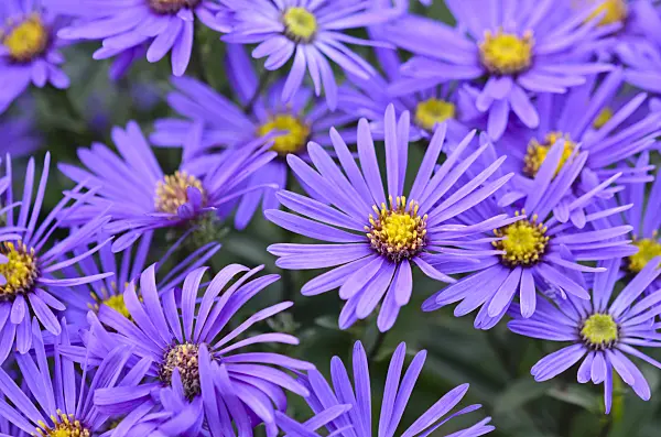 525030 - Italian aster (Aster amellus)
