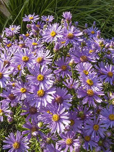 416084 - Italian aster (Aster amellus 'Blütenreigen')