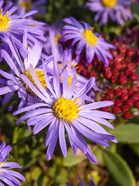 429069 - Italian aster (Aster amellus 'Danzig')