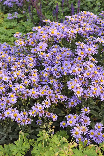 488140 - Italian aster (Aster amellus 'Glücksfund')