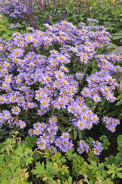 488141 - Italian aster (Aster amellus 'Glücksfund')