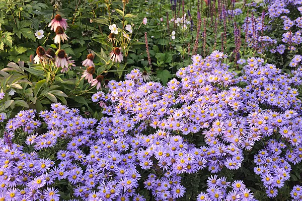 488142 - Italian aster (Aster amellus 'Glücksfund') and purple cone flower (Echinacea purpurea)