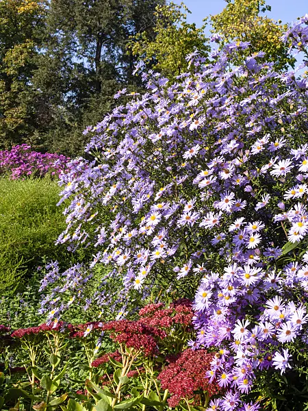430099 - Italian aster (Aster amellus 'Rosa Erfüllung')