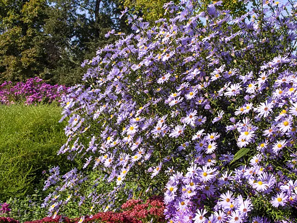 430100 - Italian aster (Aster amellus 'Rosa Erfüllung')