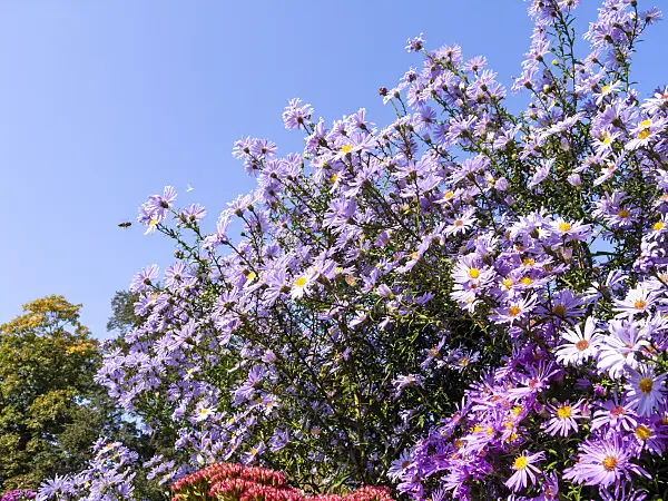 430101 - Italian aster (Aster amellus 'Rosa Erfüllung')