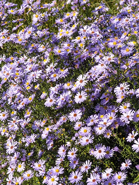 430102 - Italian aster (Aster amellus 'Rosa Erfüllung')