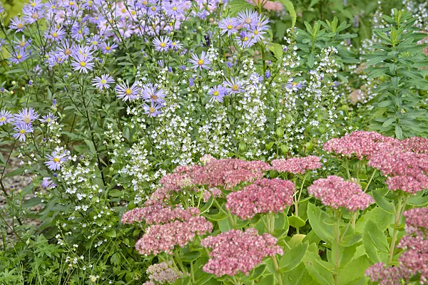 545064 - Italian aster (Aster amellus 'Rudolf Goethe'), lesser calamint (Calamintha nepeta) and orpine (Sedum telephium 'Herbstfreude' syn. Hylotelephium telephium 'Herbstfreude')