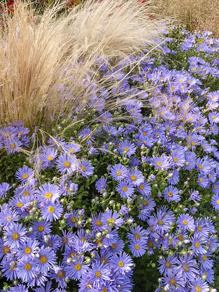 404012 - Italian aster (Aster amellus 'Silbersee')