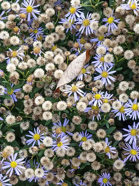 465214 - Italian aster (Aster amellus 'Sternkugel')