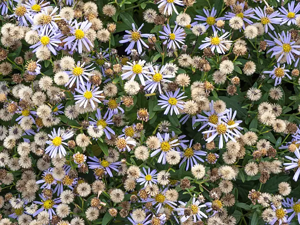 465215 - Italian aster (Aster amellus 'Sternkugel')