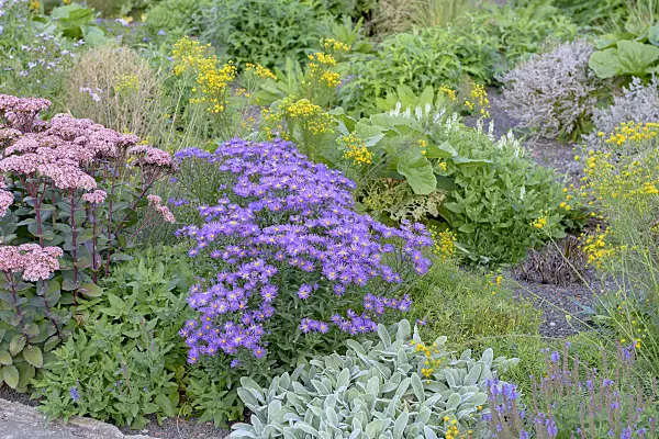 575021 - Italian aster (Aster amellus 'Veilchenkönigin')