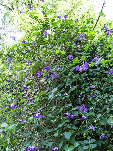 427141 - Italian clematis (Clematis viticella)