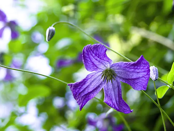 427142 - Italian clematis (Clematis viticella)