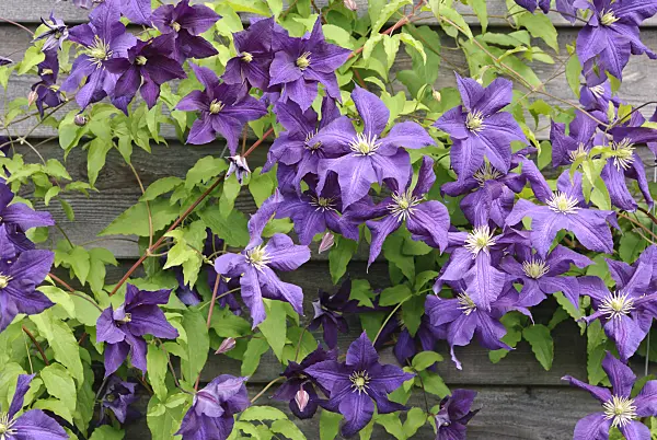 518044 - Italian clematis (Clematis viticella 'Aotearoa')