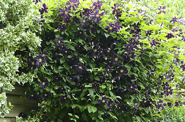 497180 - Italian clematis (Clematis viticella 'Romantika')