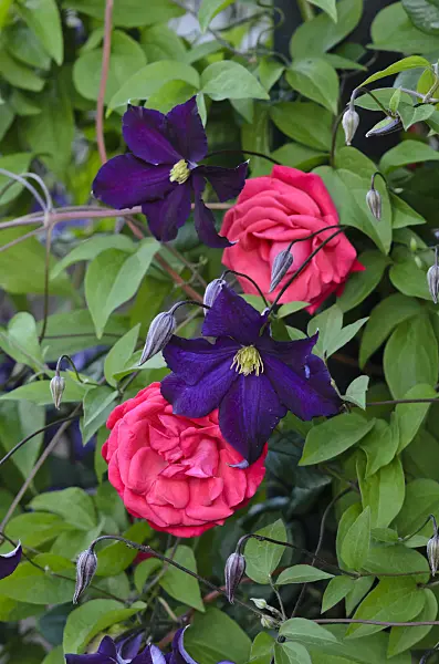 521286 - Italian clematis (Clematis viticella 'Viola') and climbing rose (Rosa Danse des Sylphes)