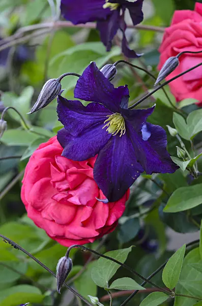 521287 - Italian clematis (Clematis viticella 'Viola') and climbing rose (Rosa Danse des Sylphes)
