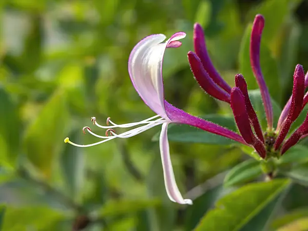 451025 - Italian honeysuckle (Lonicera caprifolium)