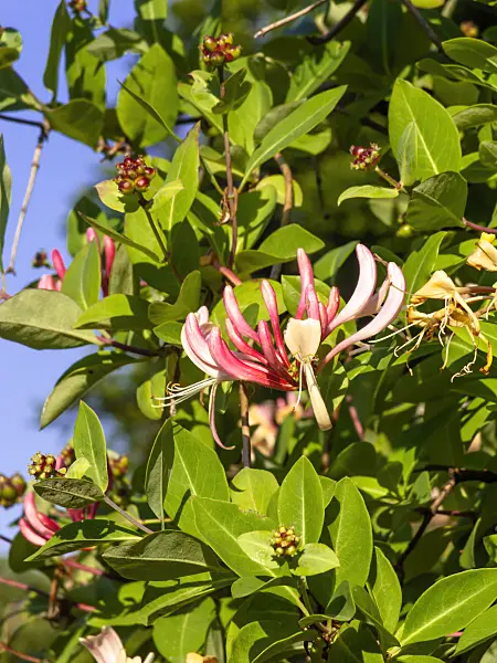461130 - Italian honeysuckle (Lonicera caprifolium)