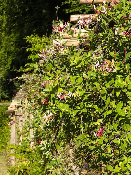 461131 - Italian honeysuckle (Lonicera caprifolium)