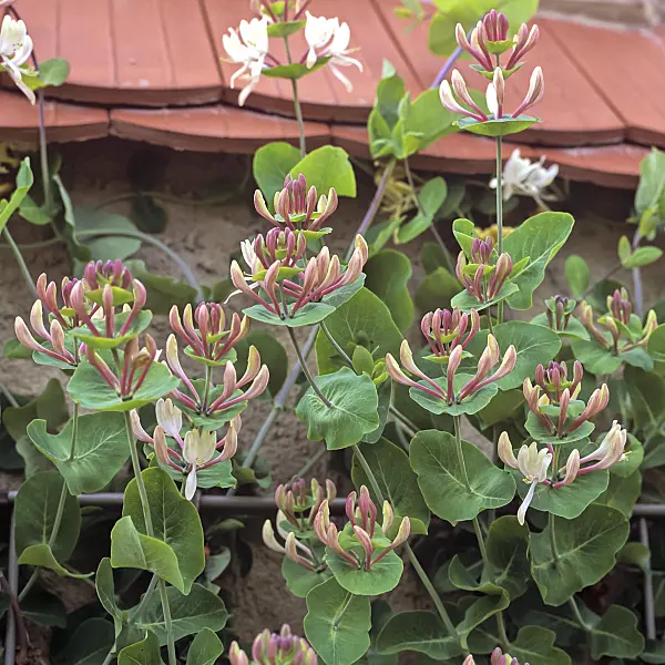 471405 - Italian honeysuckle (Lonicera caprifolium)