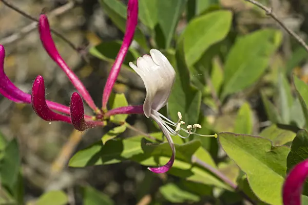 558300 - Italian honeysuckle (Lonicera caprifolium)