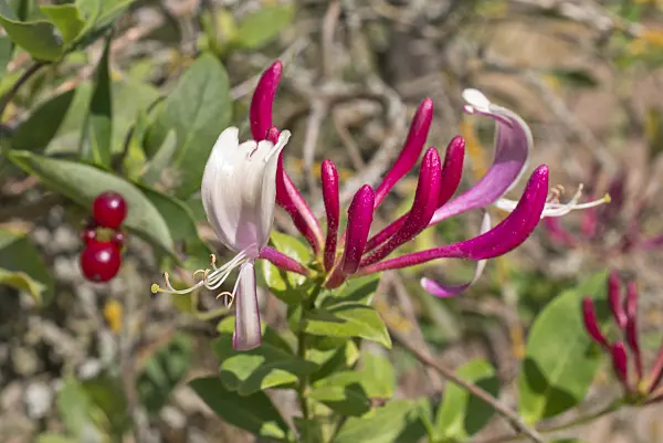 573054 - Italian honeysuckle (Lonicera caprifolium)