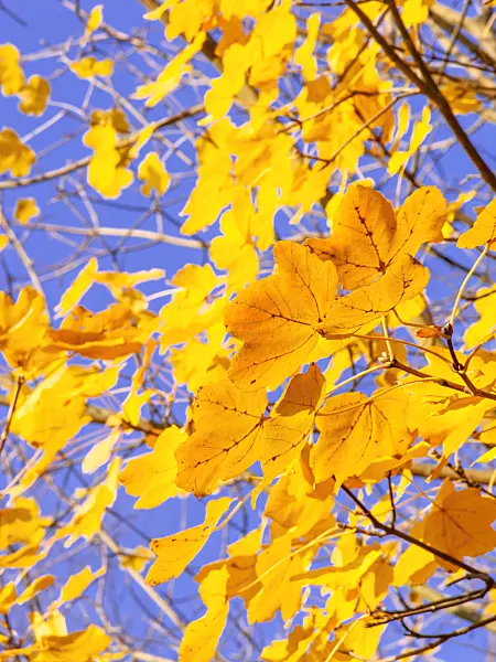 444001 - Italian maple (Acer opalus)