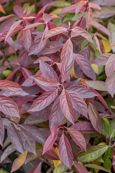 638136 - Itéa de Virginie (Itea virginica 'Little Henry')