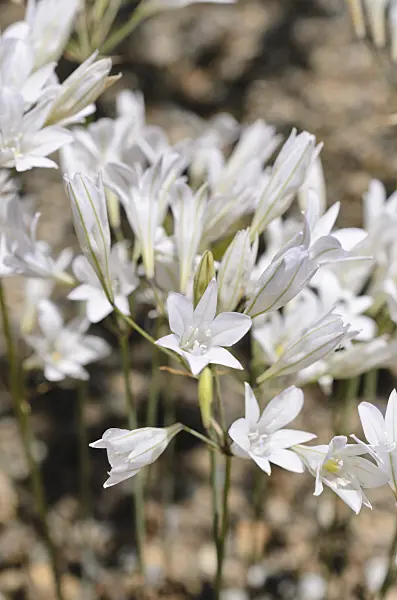508432 - Ithuriel's spear (Triteleia laxa syn. Brodiaea laxa)