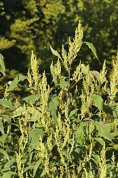 488018 - Iva xanthiifolia