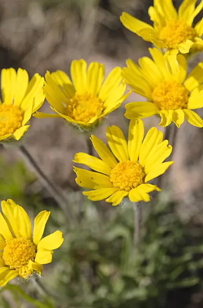 508337 - Ives' fournerved daisy (Tetraneuris ivesiana)